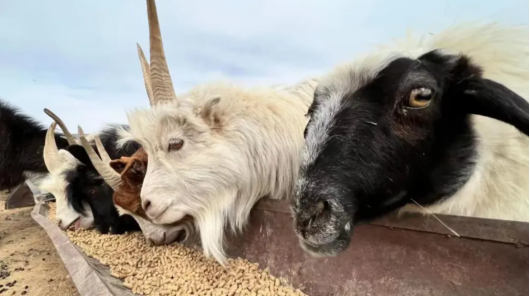 1728457436126509.png 1728376095152117.png