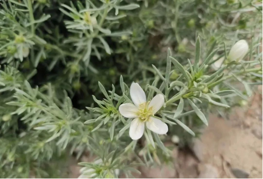 1729217564124675.png image.png