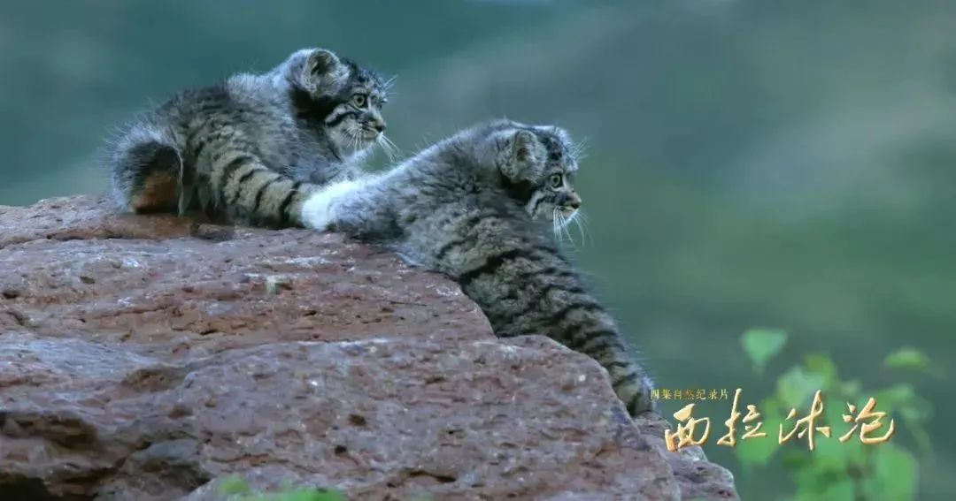 1755499020113668.png 1755499020113668.png