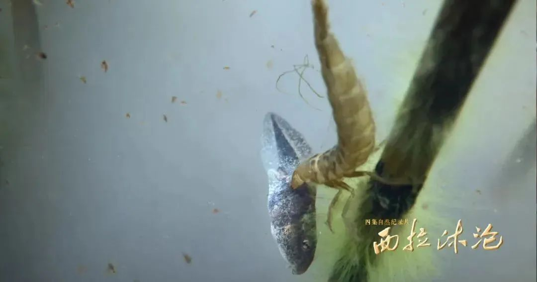 1755499032590309.png 1755499032590309.png