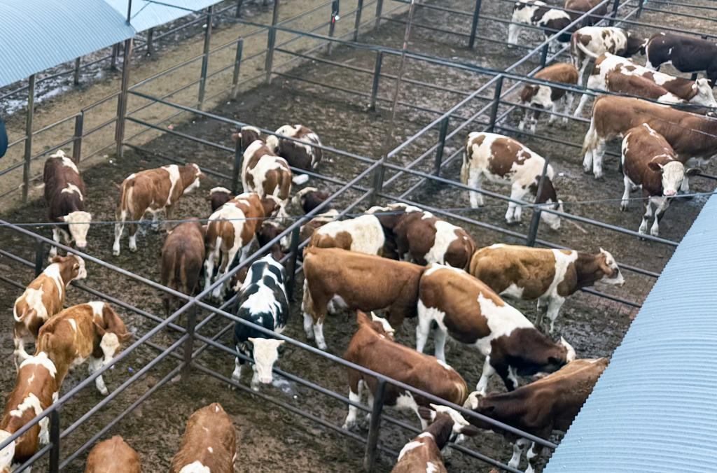 1769482312280911.png 1769482312280911.png